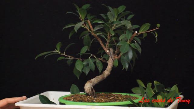 Algunos consejos y diseño de Ficus смотреть онлайн