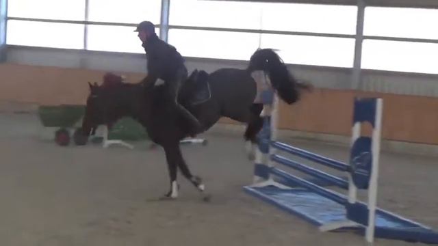 4 yr old gelding by Diarado 2 смотреть онлайн