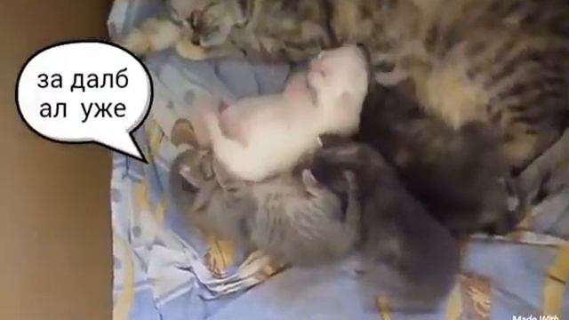 Кот или Заяц?(Смешное Видео) смотреть онлайн