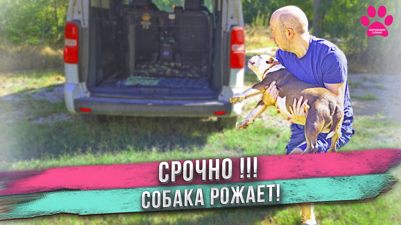 Собака СРОЧНО едет РОЖАТЬ! Распаковка щенков! смотреть онлайн