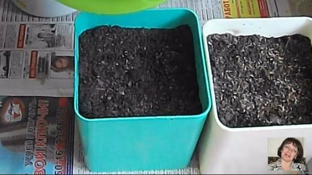 САЛЬВИЯ: КОГДА САЖАТЬ НА РАССАДУ смотреть онлайн