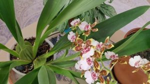 КАМБРИЯ | Мой основной уход для успешного цветения