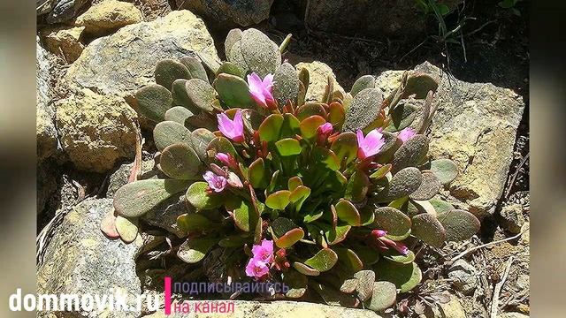 Рокарий в ландшафтном дизайне: интересные идеи смотреть онлайн