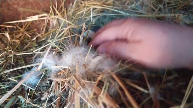 VLOG за несколько дней. Новая клетка для 🐇кроликов🐰. Крольчатам одна неделя! Немного Липецка. смотреть онлайн