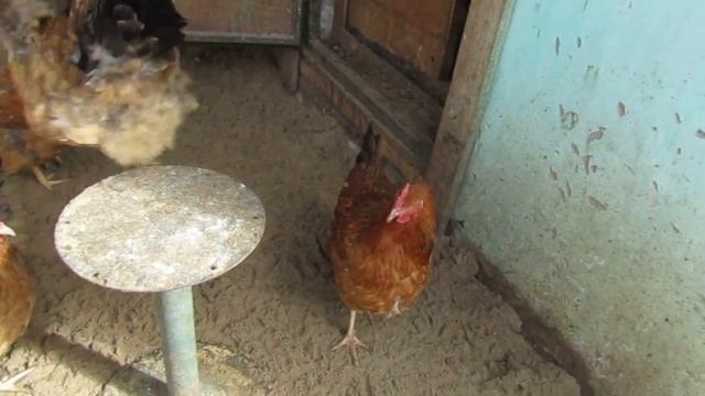 Наши курицы породы Кучинская Юбилейная смотреть онлайн