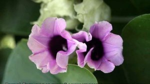 Роза Гавайская или Аргирея жилистая