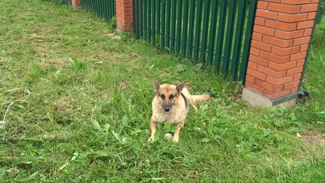 Электротриммер Huter GET-1500SL, не хуже бензиновой? обзор, тест. смотреть онлайн