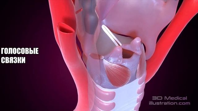 Голосовые связки: 3D модель (Анатомия голоса) смотреть онлайн