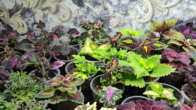 Как сохранить Колеусы до весны. Секреты успешной зимовки колеуса. Как нарастить пышный куст. смотреть онлайн