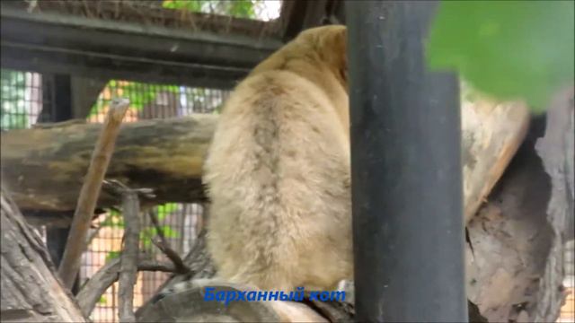 Кошки вышли погреться на солнышке, а некоторые для пробежки 30.05.2021 смотреть онлайн