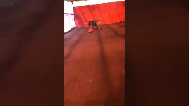 Amazing formentino Cane Corso Кане корсо окраса форментино смотреть онлайн