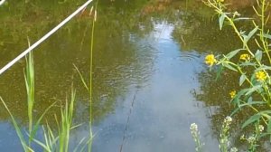 Малёк белого амура и толстолобика кушает сухую смесь в моём пруду!