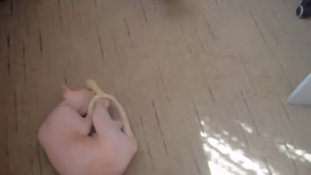 Вязка Сфинксов. ВАУ! НУ И ХВОСТ! Кот Амур вяжет красивую белую кошку Шарлотту с пушистым хвостом! смотреть онлайн