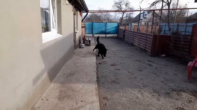 готовлю для Ямала, Гошка и компания / фаршированные грибы в духовке смотреть онлайн