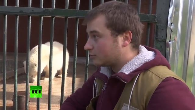 Спасённая на Чукотке белая медвежонка обживается в Московском зоопарке смотреть онлайн