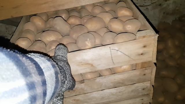 А ВЫ уверены что с ВАШИМИ семенами и ОВОЩАМИ все ХОРОШО? // Хранение картофеля и овощей зимой смотреть онлайн