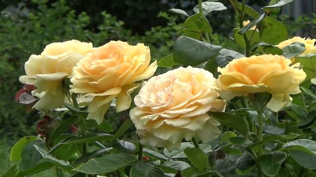 Large Yellow Flowers - Royalty Free Stock Footage смотреть онлайн