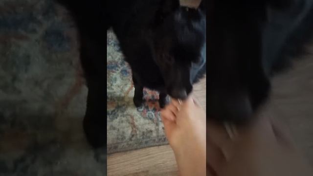 Если кот не приносит бумажку, НО есть шипперке смотреть онлайн