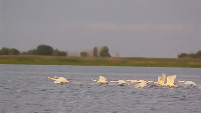 красивая песня -лебеди лебеди смотреть онлайн