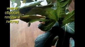 Инжир выращивание в доме Формировка  Правила ухода и ошибки Fig Инжир в Сибири
