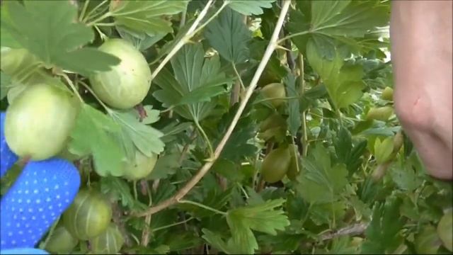 ОРФЕЙ - крыжовник с крупной, желто-зеленой ягодой.. смотреть онлайн