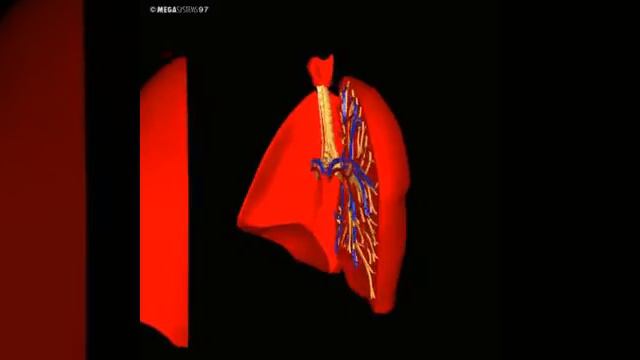 Бронхи смотреть онлайн