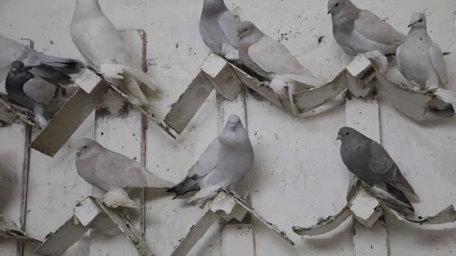 Распродажа элитных Азиатских голубей. смотреть онлайн