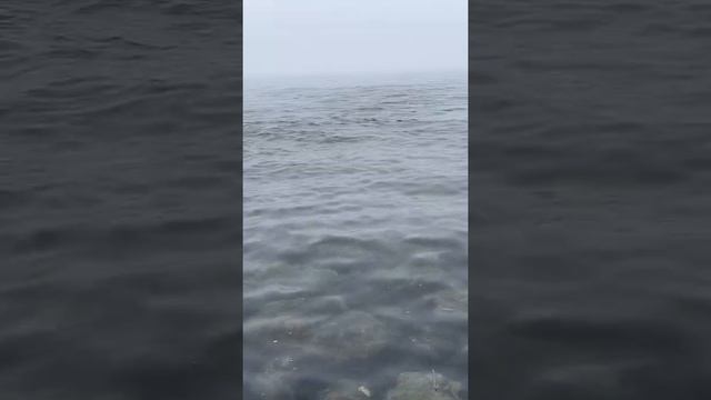 Сахалинский Таймень #hucho #salmon смотреть онлайн