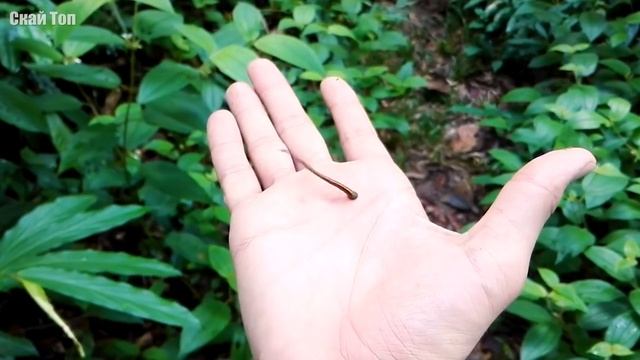 Удивительная пиявка, которая живёт на деревьях!