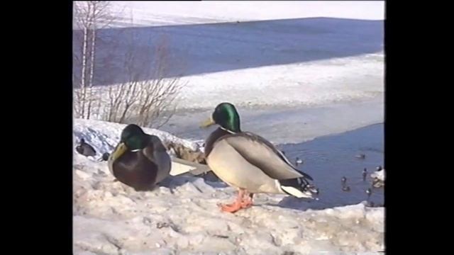 spring смотреть онлайн