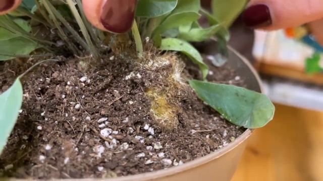 Флебодиум Блю Стар - очаровательный папоротник-многоножка | Голубое комнатное растение смотреть онлайн