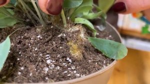 Флебодиум Блю Стар - очаровательный папоротник-многоножка |  Голубое комнатное растение