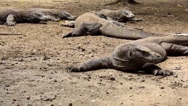 O BÚFALO NÃO VIU A MORTE SE APROXIMAR. смотреть онлайн