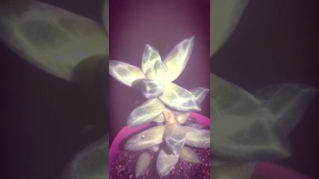 Pachyphytum compactum o Diamante #Shorts смотреть онлайн