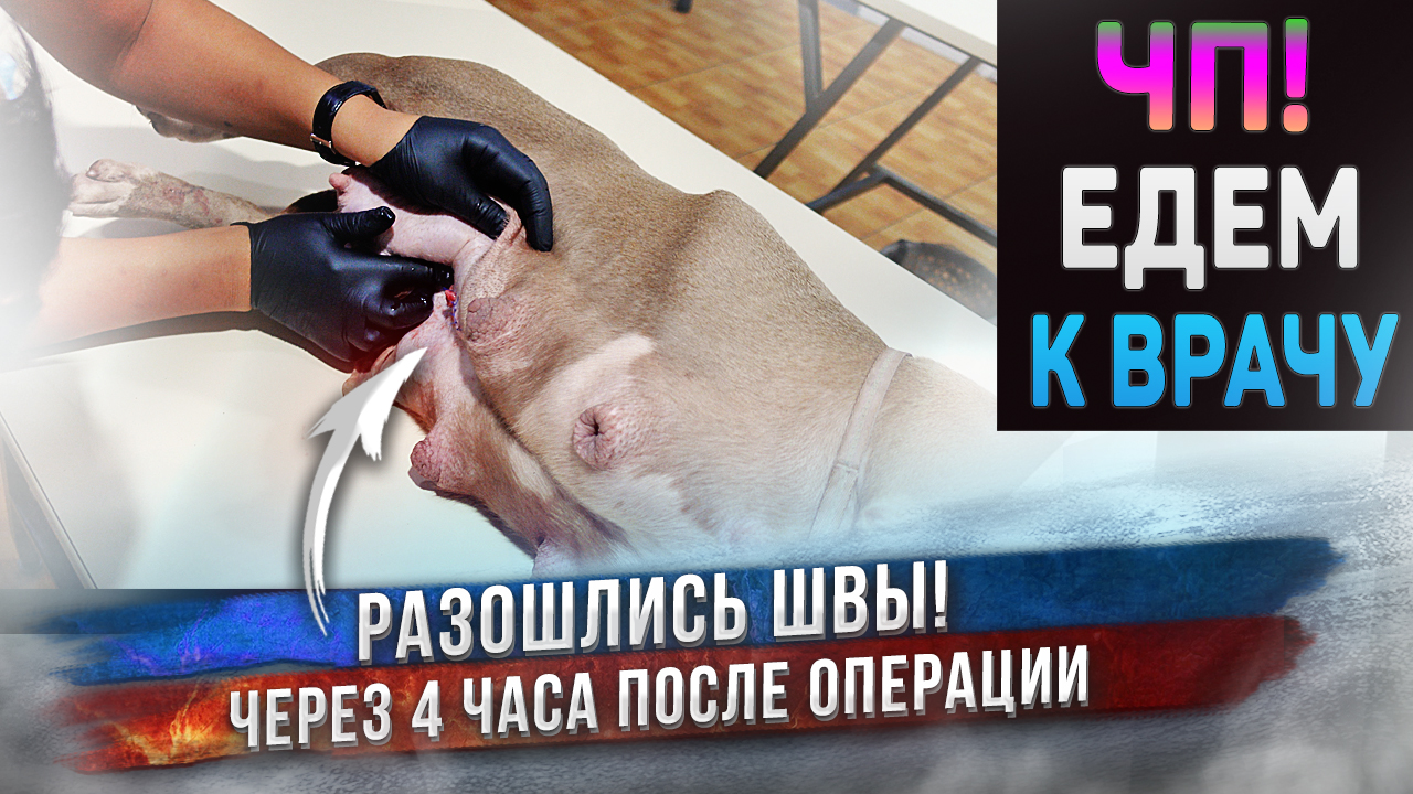У собаки разошлись швы на животе после операции!!! ? смотреть онлайн