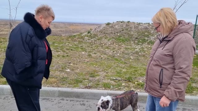 Отдаем любимую собаку! Полгода искали именно таких хозяев для Тигры! Кто теперь её новые хозяева? смотреть онлайн