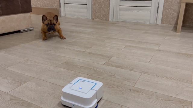 Батл голосов бульдожка Рэмик против алабая Лочина смотреть онлайн