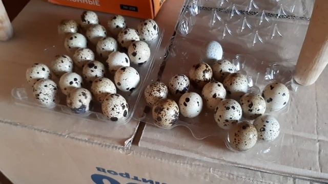 Новая стройка. Куры на даче. смотреть онлайн