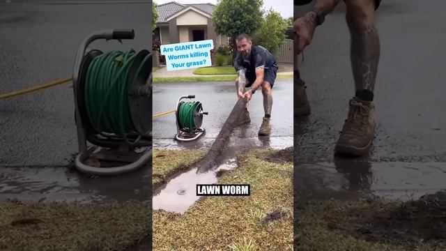 These GIANT Lawn Worms will give you nightmares. With @theunblockersaus смотреть онлайн