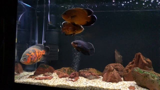Астронотусы в аквариуме Биодизайн Риф 240 смотреть онлайн