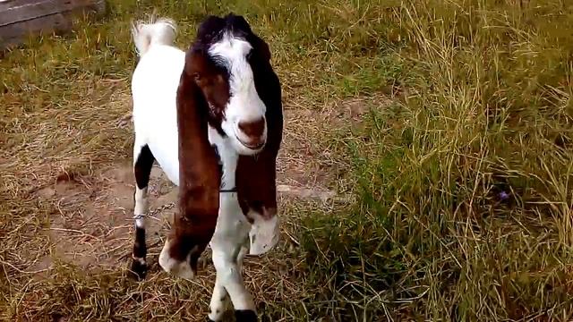 Камори козлик Трамп смотреть онлайн