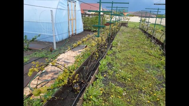 Весеннее открытие кустов смотреть онлайн