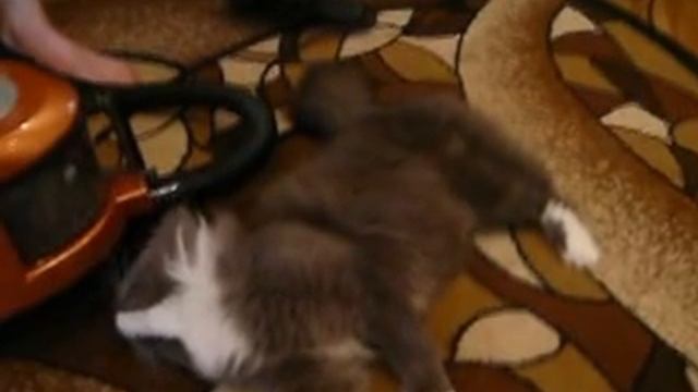 Чуть не засосало в пылесос... смотреть онлайн