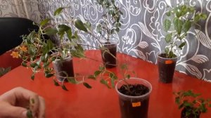 Весенняя обрезка фуксий