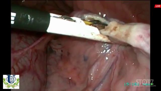 on-line transmission laparoscopy in dog www.evendoc.com смотреть онлайн