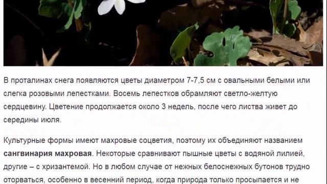 Сангвинария. Красивые цветы для дома и сада. смотреть онлайн