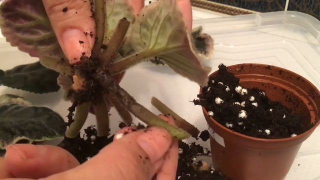 Сосудистый бактериоз. Фузариоз фиалки.