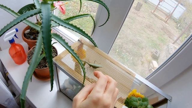 Домашний богомол