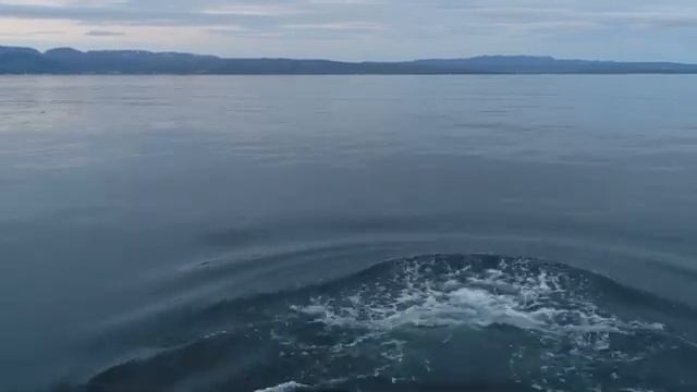 Миграция китов и их выживание в меняющемся мире. Поговорим о горбатых китах и глобальном изменении смотреть онлайн