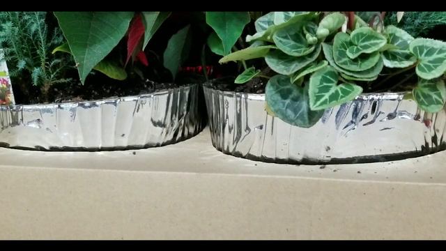 Costco! Holiday Planter (Blooming Plants) in Ceramic Pot! $22!!! смотреть онлайн